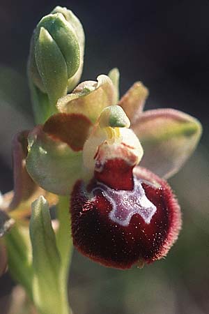 Ophrys provincialis \ Provence-Ragwurz / Provence Bee Orchid, F  Massif de l'Estaque 11.4.2004 