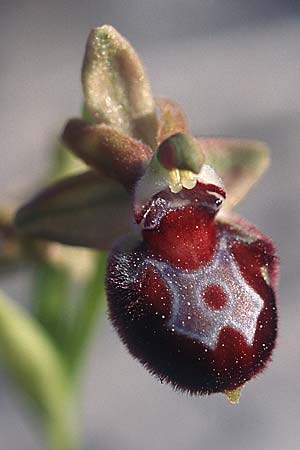 Ophrys provincialis \ Provence-Ragwurz, F  Massif de l'Estaque 11.4.2004 