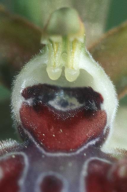 Ophrys provincialis \ Provence-Ragwurz / Provence Bee Orchid, F  S.Vallier-de-Thiey 29.4.2005 