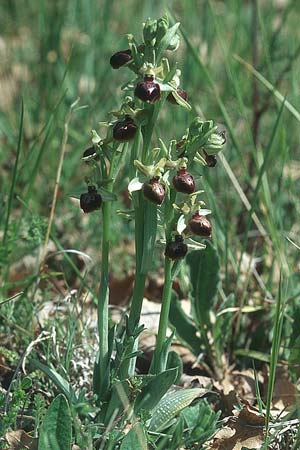 Ophrys provincialis \ Provence-Ragwurz / Provence Bee Orchid, F  S.Cézaire-sur-Siagne 29.4.2005 