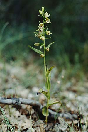 Epipactis provincialis \ Provence-Ständelwurz, F  Rochefort-en-Valdaine 28.5.2000 