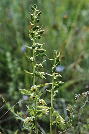 Epipactis provincialis \ Provence-Ständelwurz, F  Rochefort-en-Valdaine 28.5.2000 