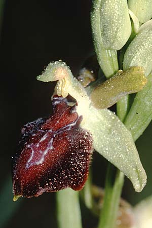 Ophrys provincialis \ Provence-Ragwurz, F  Le Cannet-des-Maures 15.4.2001 