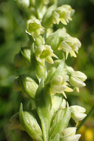 Pseudorchis albida \ Weiße Höswurz / Small White Orchid, F  Collet de Allevard 9.7.2016 