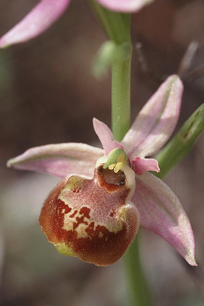 Ophrys linearis \ Lang-Petalige Ragwurz / Woodcock Orchid, F  Massif de l'Estaque 17.4.1999 