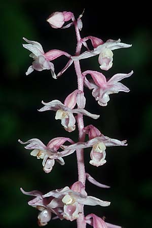 Epipactis purpurata forma rosea \ Violette Ständelwurz / Violet Helleborine, F  Mulhouse 17.8.2004 