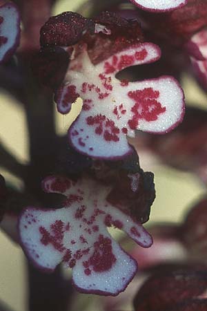 Orchis purpurea \ Purpur-Knabenkraut / Lady Orchid, F  Massif de l'Estaque 30.4.2005 