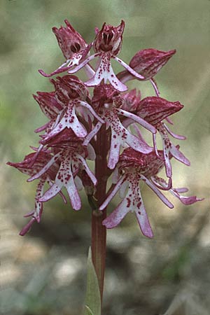 Orchis purpurea x simia, F   Moustiers-S.-Marie 12.5.1984 