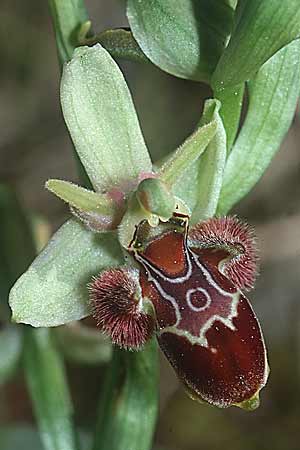 Ophrys provincialis x scolopax, F   Le Cannet-des-Maures 15.4.2001 