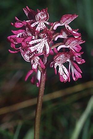 Orchis purpurea x simia, F   Dept. Drome 5.5.2002 