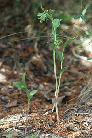 Epipactis bugacensis \ Rhone-Ständelwurz, F  Lanslebourg 15.6.2003 