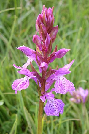 Dactylorhiza savogiensis \ Savoyen-Fingerwurz, Savoyen-Knabenkraut / Savoyan Orchid, F  Pyrenäen/Pyrenees, Val de Galbe 27.6.2008 