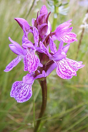 Dactylorhiza savogiensis / Savoyan Orchid, F  Pyrenees, Val de Galbe 27.6.2008 