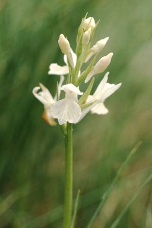 Dactylorhiza savogiensis / Savoyan Orchid (Color-Variant), F  Dept. Savoie,Col de Saisies 2.7.2002 