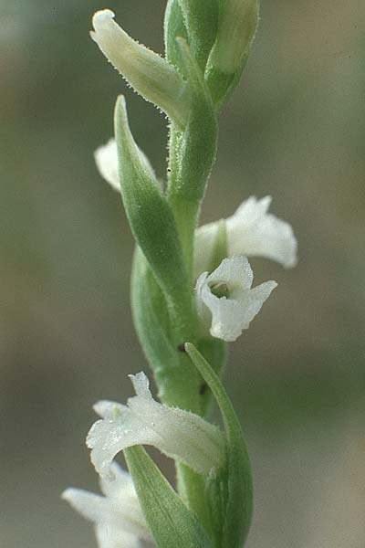 Spiranthes aestivalis / Summer Lady's-Tresses, F  Dept. Herault, Carnon 2.6.1990 