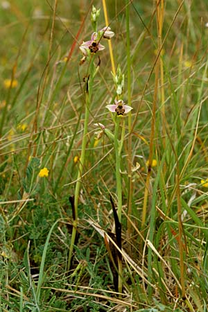 Ophrys santonica \ Saintonge-Ragwurz / Saintonge Bee Orchid, F  Charente Mansle 4.7.1998 