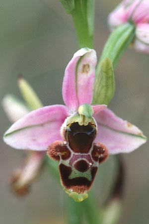 Ophrys santonica \ Saintonge-Ragwurz, F  Charente Mansle 4.7.1998 