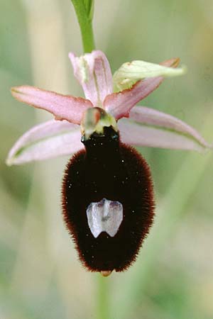 Ophrys saratoi \ Sarato-Ragwurz, F  S.Vallier-de-Thiey 16.5.1996 