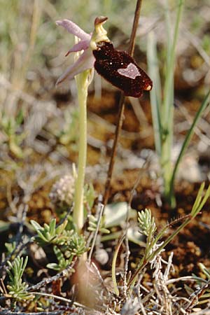 Ophrys saratoi \ Sarato-Ragwurz, F  Ampus 21.5.1998 