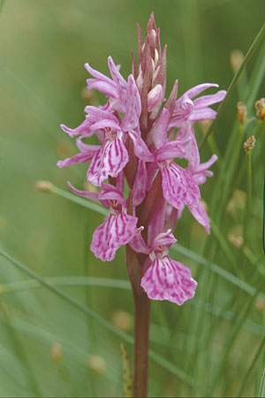 Dactylorhiza savogiensis \ Savoyen-Fingerwurz, Savoyen-Knabenkraut / Savoyan Orchid, F  Col de Saisies 14.7.2002 