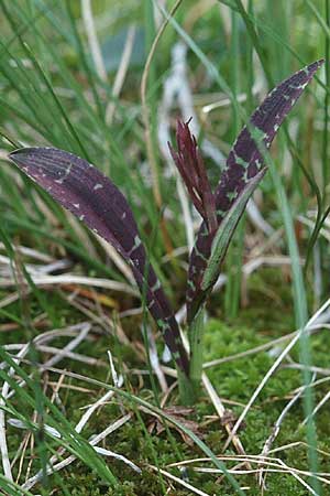 Dactylorhiza savogiensis \ Savoyen-Fingerwurz, Savoyen-Knabenkraut / Savoyan Orchid (überfärbt / over-colored), F  Chamonix 27.6.1998 