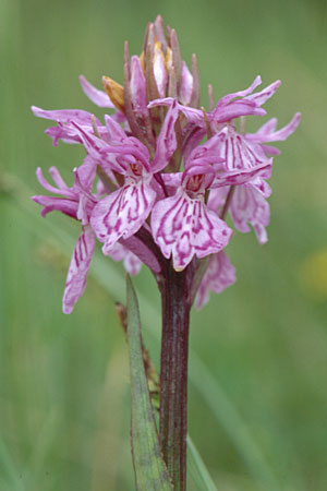 Dactylorhiza savogiensis \ Savoyen-Fingerwurz, Savoyen-Knabenkraut / Savoyan Orchid, F  Dept. Savoie,Col de Saisies 14.7.2002 