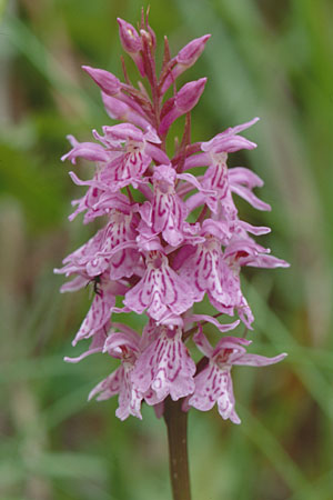 Dactylorhiza savogiensis \ Savoyen-Fingerwurz, Savoyen-Knabenkraut, F  Dept. Savoie,Col de Saisies 14.7.2002 