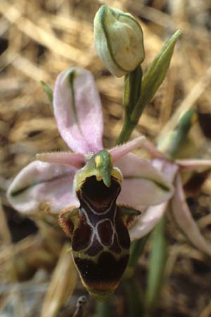 Ophrys scolopax \ Schnepfen-Ragwurz, F  Montagne de la Clape 10.5.1984 