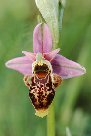 Ophrys scolopax \ Schnepfen-Ragwurz, F  Saint Affrique 29.5.1990 