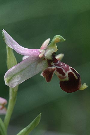 Ophrys scolopax \ Schnepfen-Ragwurz, F  Maures, Les Mayons 9.5.2000 