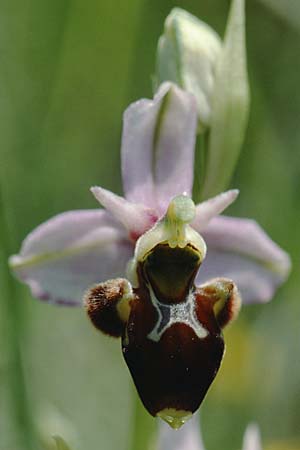 Ophrys scolopax \ Schnepfen-Ragwurz / Woodcock Orchid, F  Charente Mansle 1.6.2000 