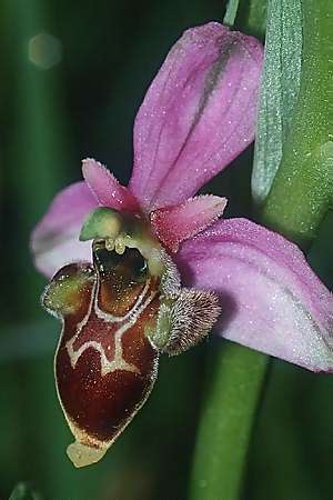 Ophrys scolopax \ Schnepfen-Ragwurz / Woodcock Orchid, F  Charente Vars 28.4.2001 