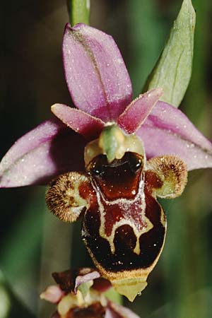 Ophrys scolopax \ Schnepfen-Ragwurz / Woodcock Orchid, F  Charente, Les Bouchouds 28.4.2001 