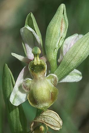 Ophrys scolopax farbvariante_color-variant \ Schnepfen-Ragwurz / Woodcock Orchid, F  Causse du Larzac 5.6.2004 