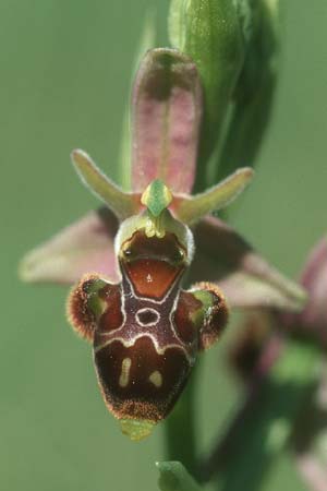 Ophrys scolopax \ Schnepfen-Ragwurz / Woodcock Orchid, F  Causse du Larzac 5.6.2004 