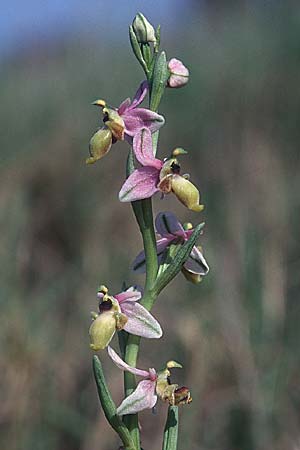 Ophrys scolopax farbvariante_color-variant \ Schnepfen-Ragwurz / Woodcock Orchid, F  Rivesaltes 9.4.2004 