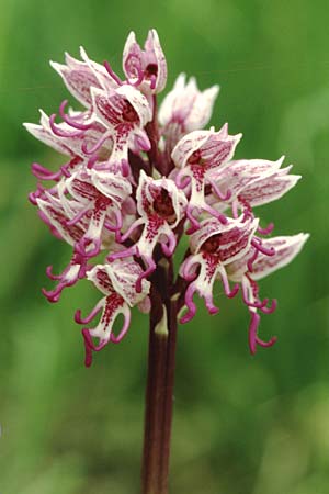 Orchis simia \ Affen-Knabenkraut / Monkey Orchid, F  Chambery 4.5.2004 