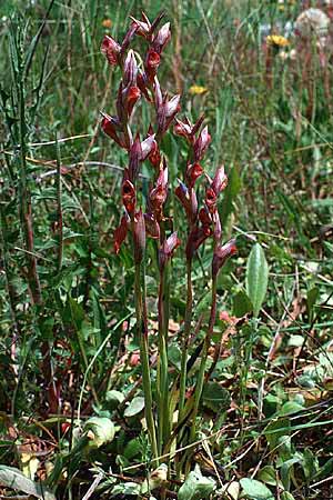 Serapias olbia \ Südfranzösischer Zungenständel / Hybrid Serapias, F  Dept. Var, Giens 21.5.1990 