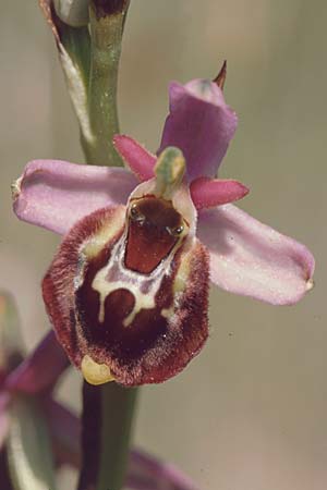 Ophrys souchei \ Souches Hummel-Ragwurz / Vaucluse Late Spider Orchid, F  Orange 13.6.2003 