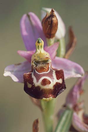 Ophrys souchei \ Souches Hummel-Ragwurz, F  Orange 13.6.2003 