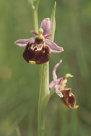 Ophrys souchei \ Souches Hummel-Ragwurz, F  Orange 4.6.2004 
