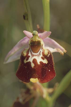 Ophrys souchei \ Souches Hummel-Ragwurz / Vaucluse Late Spider Orchid, F  Orange 4.6.2004 