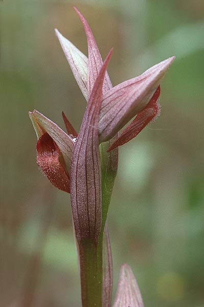 Serapias parviflora \ Kleinblütiger Zungenständel / Small Tongue Orchid, F  Puget-sur-Argens 14.5.1999 