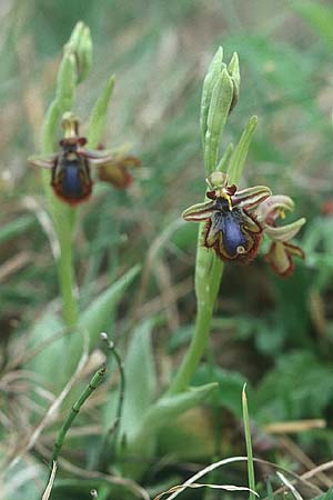 Ophrys speculum \ Spiegel-Ragwurz / Mirror Orchid, F  Toreilles 28.3.2003 