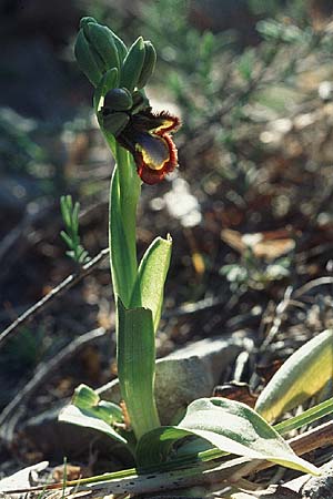 Ophrys speculum \ Spiegel-Ragwurz / Mirror Orchid, F  Massif de l'Estaque 11.4.2004 