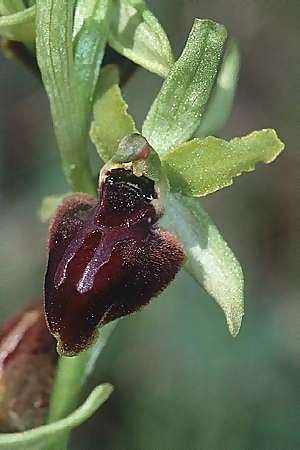 Ophrys garganica subsp. passionis \ Oster-Ragwurz / Passion Bee Orchid, F  Causse du Larzac 19.5.2002 