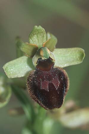 Ophrys sphegodes \ Spinnen-Ragwurz / Early Spider Orchid, F  Grenoble 4.5.2004 