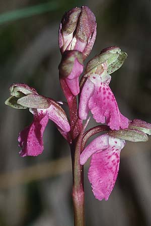 Orchis spitzelii \ Spitzels Knabenkraut, F  Col de Prayet 27.5.2001 