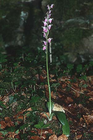 Orchis spitzelii \ Spitzels Knabenkraut / Spitzel's Orchid, F  Jura, Lac de Vernois 15.6.2001 