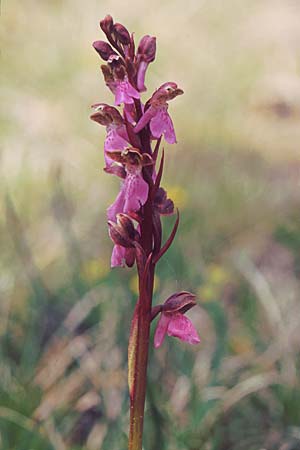 Orchis spitzelii \ Spitzels Knabenkraut, F  Le Logis-du-Pin 19.5.2003 